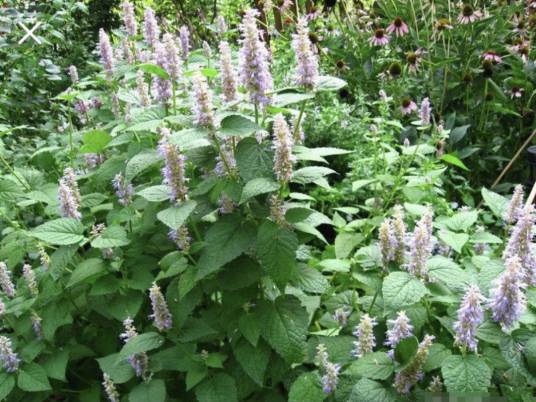 藿香（唇形科藿香属植物）