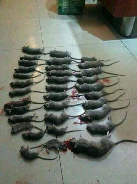 石狮老鼠灭门案