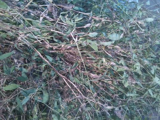 泡泡草（中药材）