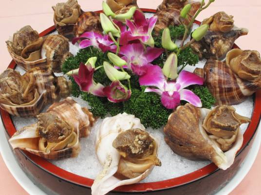 角螺（腹足纲动物）