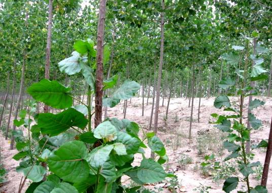 A20（杨柳科杨属植物）