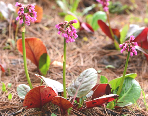 岩白菜（中药）