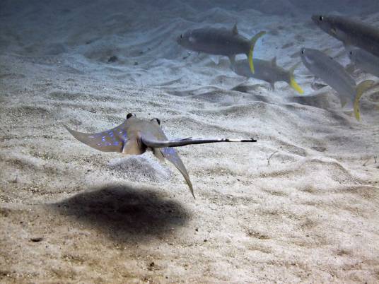 鳐（鳃孔腹位、尾部较粗大的板鳃鱼类的通称）