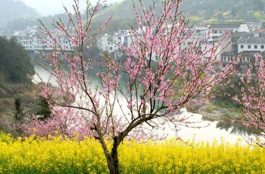 桃花村（枞阳县桃花村）