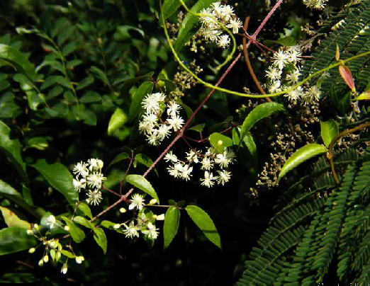 小蓑衣藤（中药名）