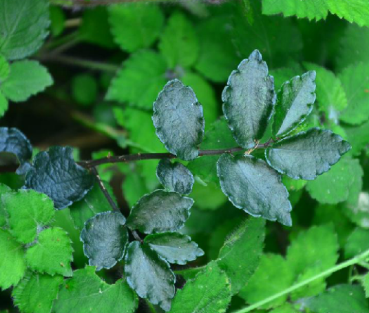 山椒草（中药）