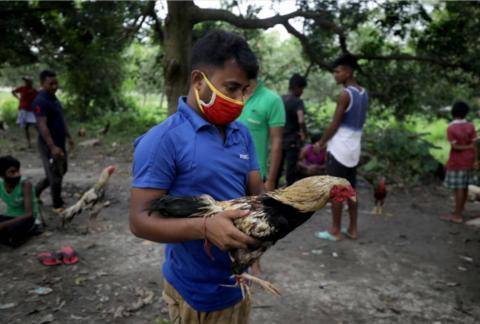 2·28印度公鸡刺死主人事件