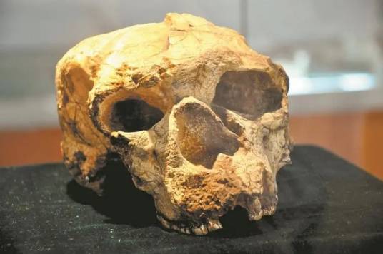 湖北郧县人头骨化石