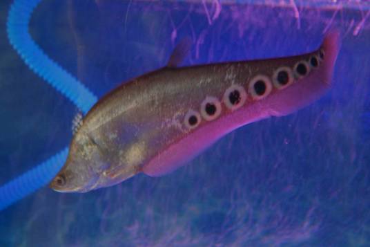 七星刀（铠甲弓背鱼别名）