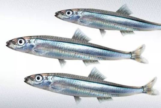 鲱（鱼类）