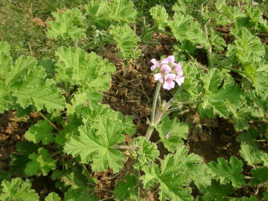 虾子草（透骨草科虾子草属植物）