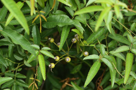 小金樱（中药名）