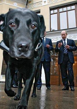 科尼（拉布拉多猎犬）