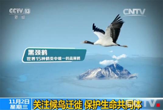 候鸟迁徙（中央电视台新闻频道推出的特别报道）