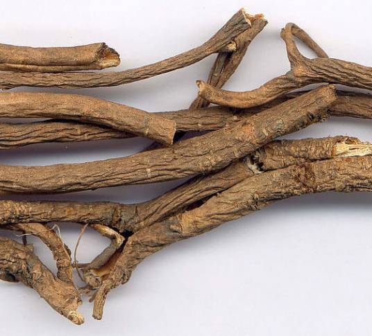 五加皮（中药）