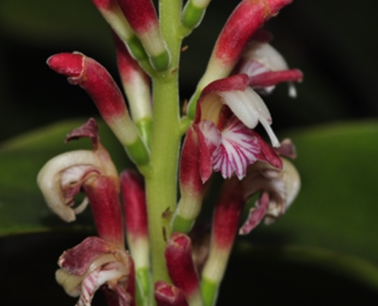 箭杆风（姜科山姜属植物）