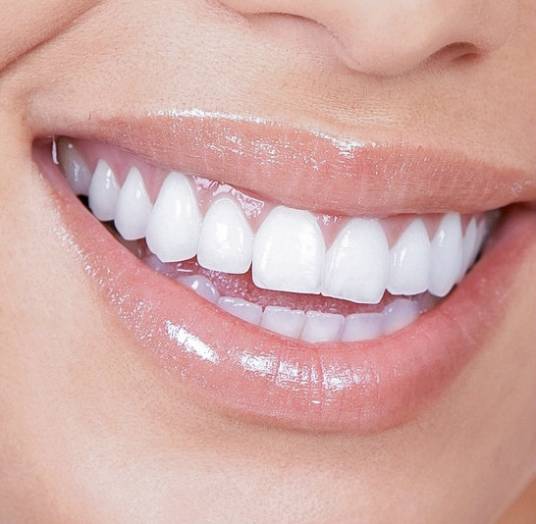 牙齿（脊椎动物高度钙化组织）