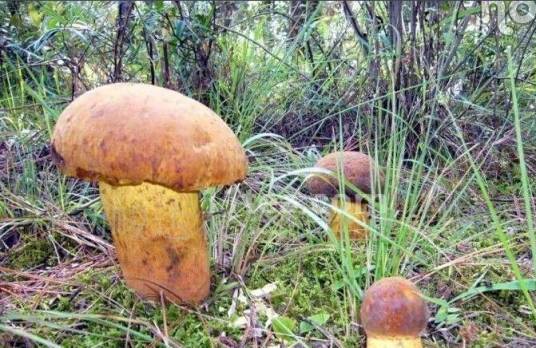 云南野生菌（食用菌）