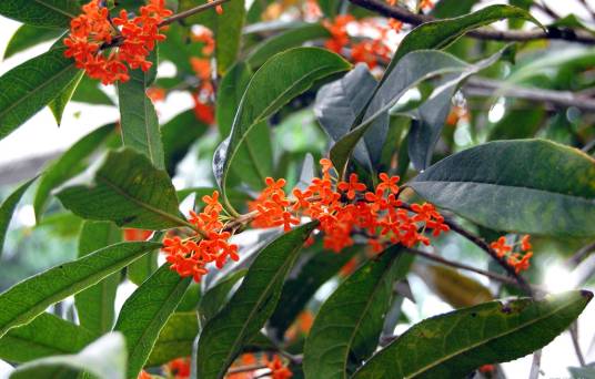 丹桂（词语概念）