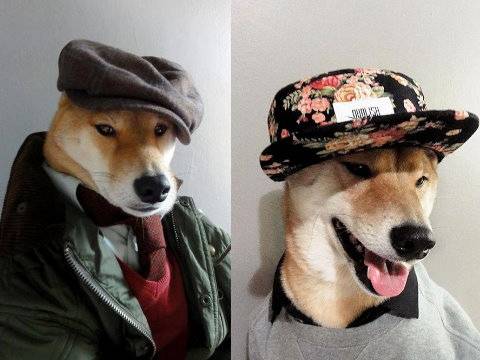 BODHI（美国纽约一条柴犬名字）