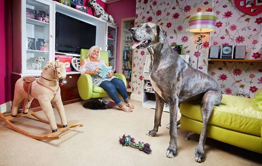 Freddy（世界上最高的公狗）