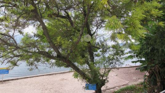 圣诞树（园林植物圣诞树）