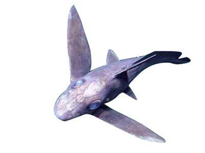 幽灵鲨（鲨鱼）