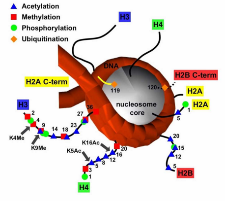 组蛋白修饰