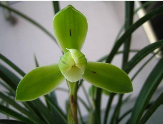 宋梅（春兰品种）