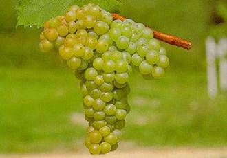 麝香葡萄（水果）