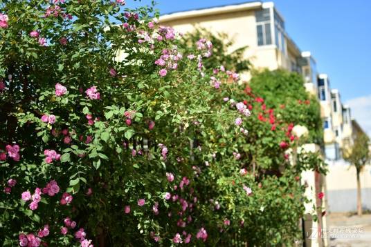 蔷薇村（南昌市新建区金桥乡下辖的一个村）