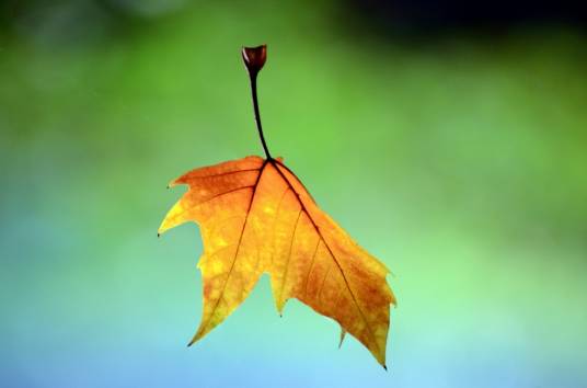 落叶（自然现象）