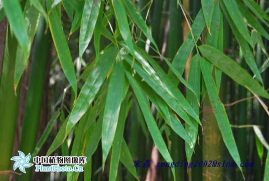 慈竹（禾本科簕竹属植物）