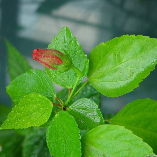 木本（植物的一个分类）