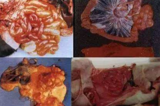 仔猪梭菌性肠炎