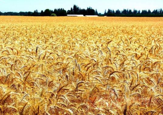 中国的粮食问题