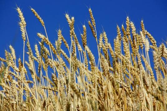 黑麦（禾本科黑麦属植物）