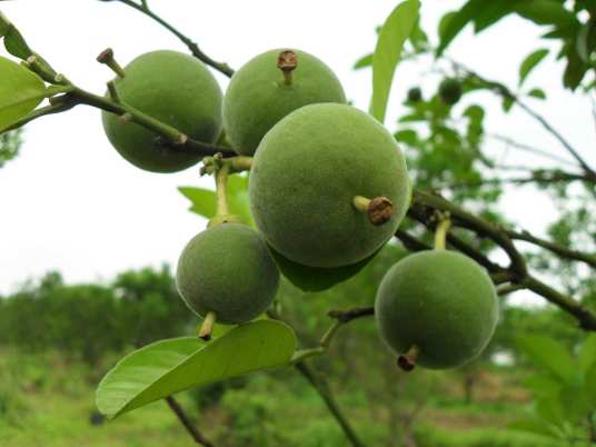化橘红（芸香科柑橘属植物）