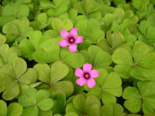 草本（草本植物）