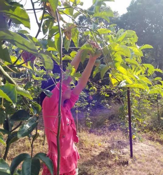 杨晓燕（10·4灵山奸杀女童案受害人）