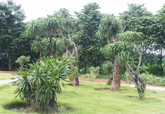 龙血竭（中药材）