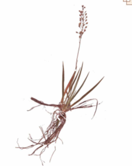 岩菖蒲（中药名）