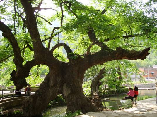 相思木（含羞草科相思树属植物）