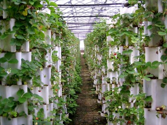 紫背天葵草（秋海棠科秋海棠属植物）