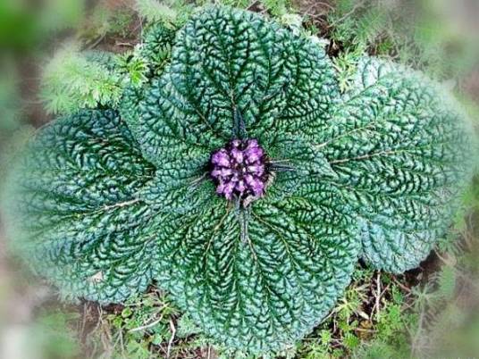 独一味（唇形科糙苏属植物）