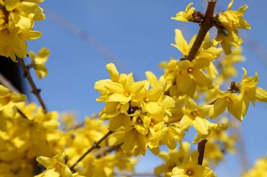 连翘（木樨科连翘属植物）