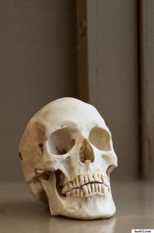 头骨（头部骨骼）