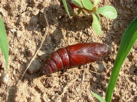 蛹（昆虫从幼虫变化到成虫的一种过渡形态）