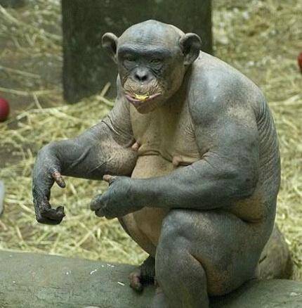 世界最神秘动物