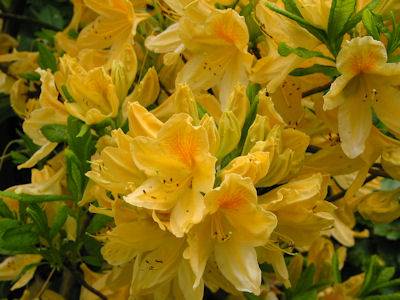 羊踯躅（中药）